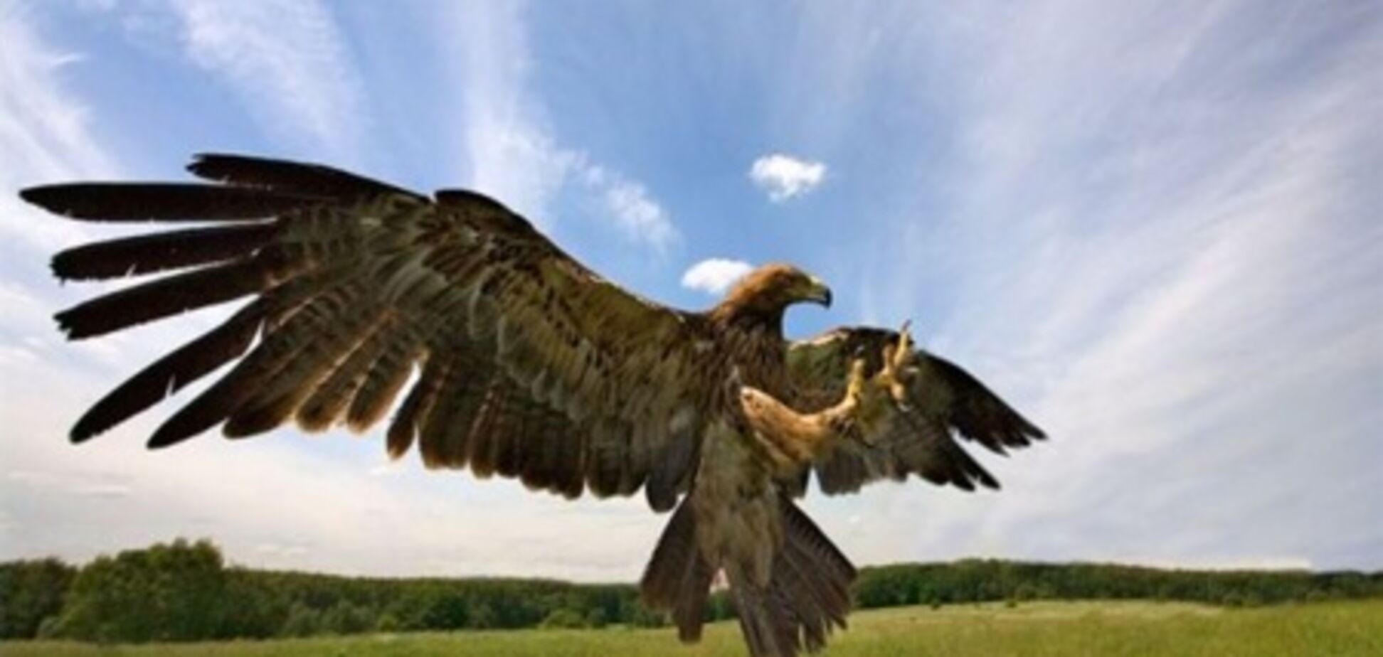 Ястреб во время охоты за голубем разбил окно в квартире