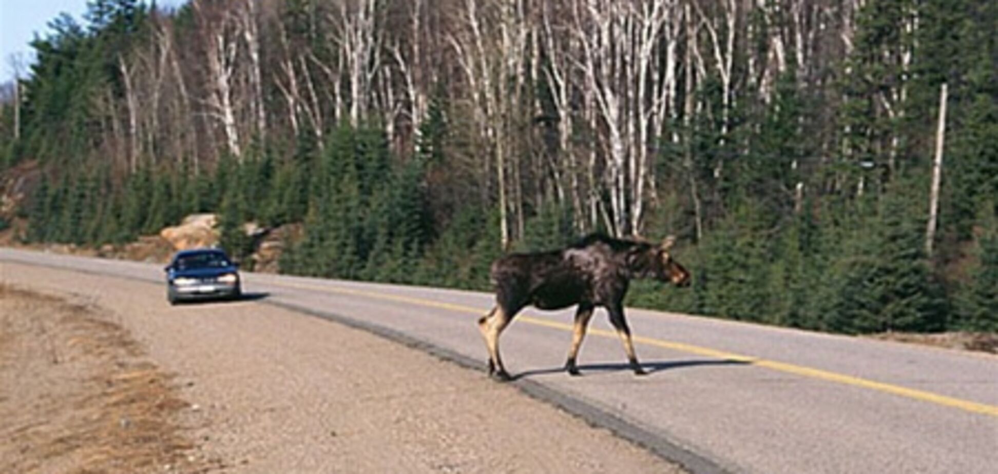 Лось за несколько секунд стал жертвой двух ДТП