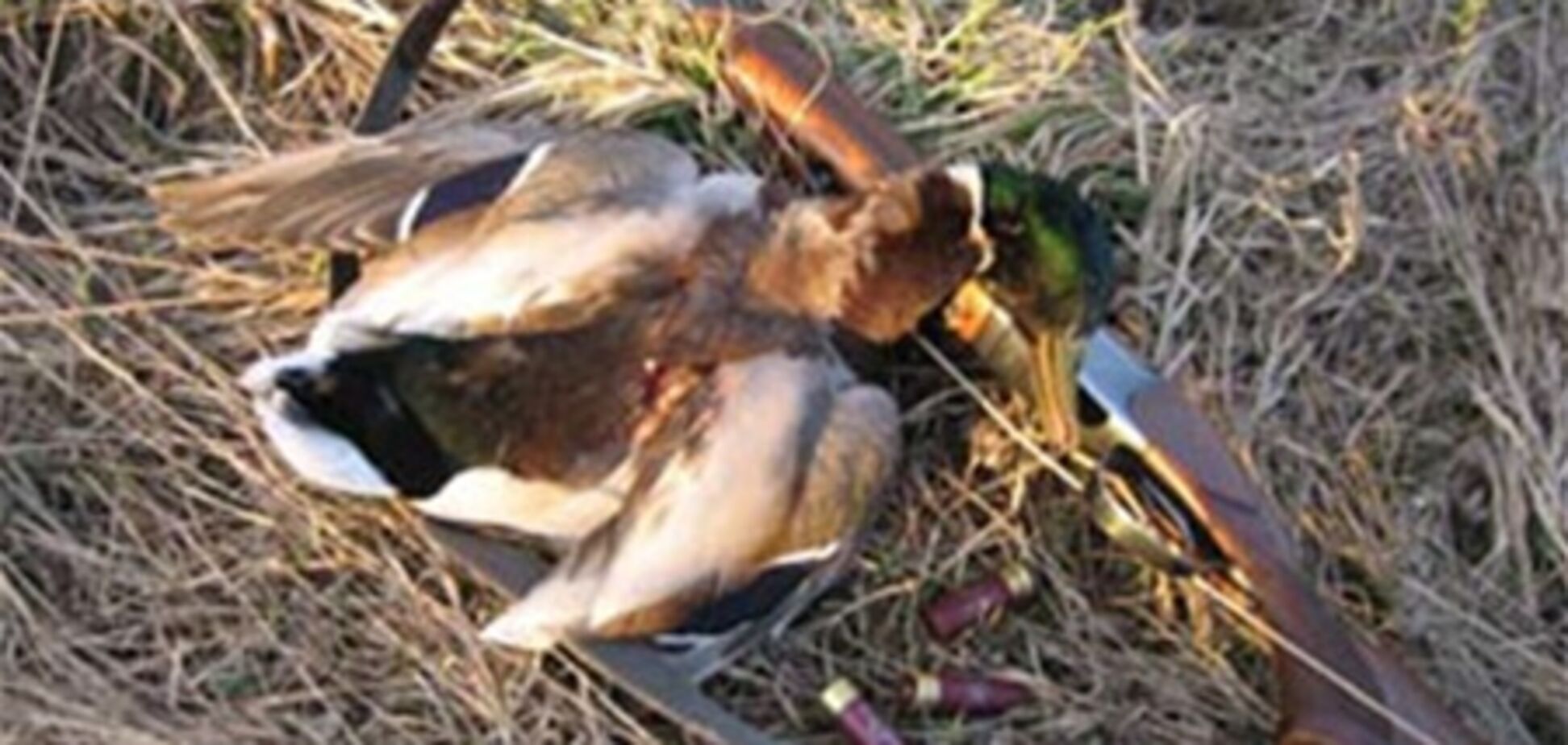 На Прикарпатье браконьеры подстрелили егеря