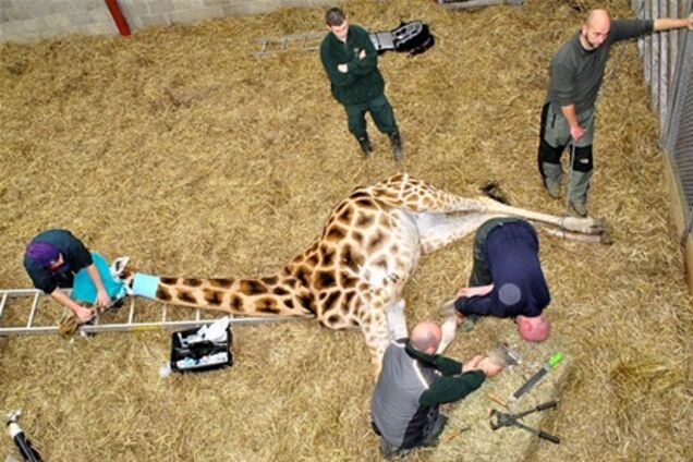 У Британії жирафі зробили 'педикюр' кусачками й напильником