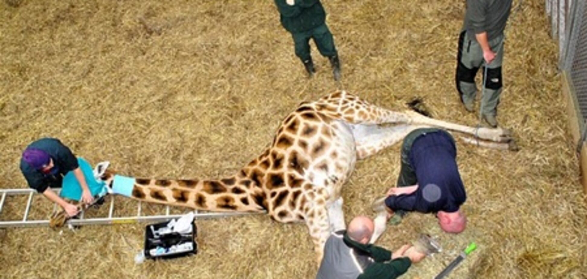 У Британії жирафі зробили 'педикюр' кусачками й напильником