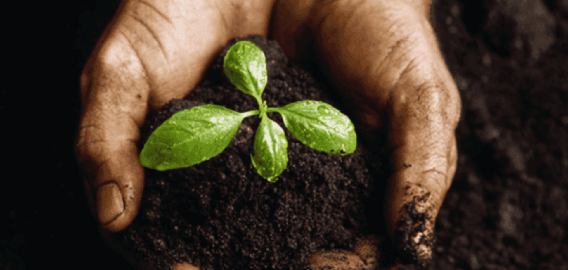 Органическая продукция – как выращивается биоурожай?