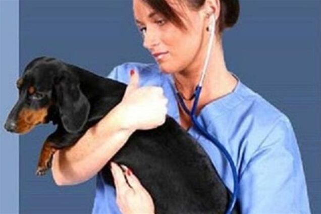 У ветеринарів немає можливості знеболювати тварин