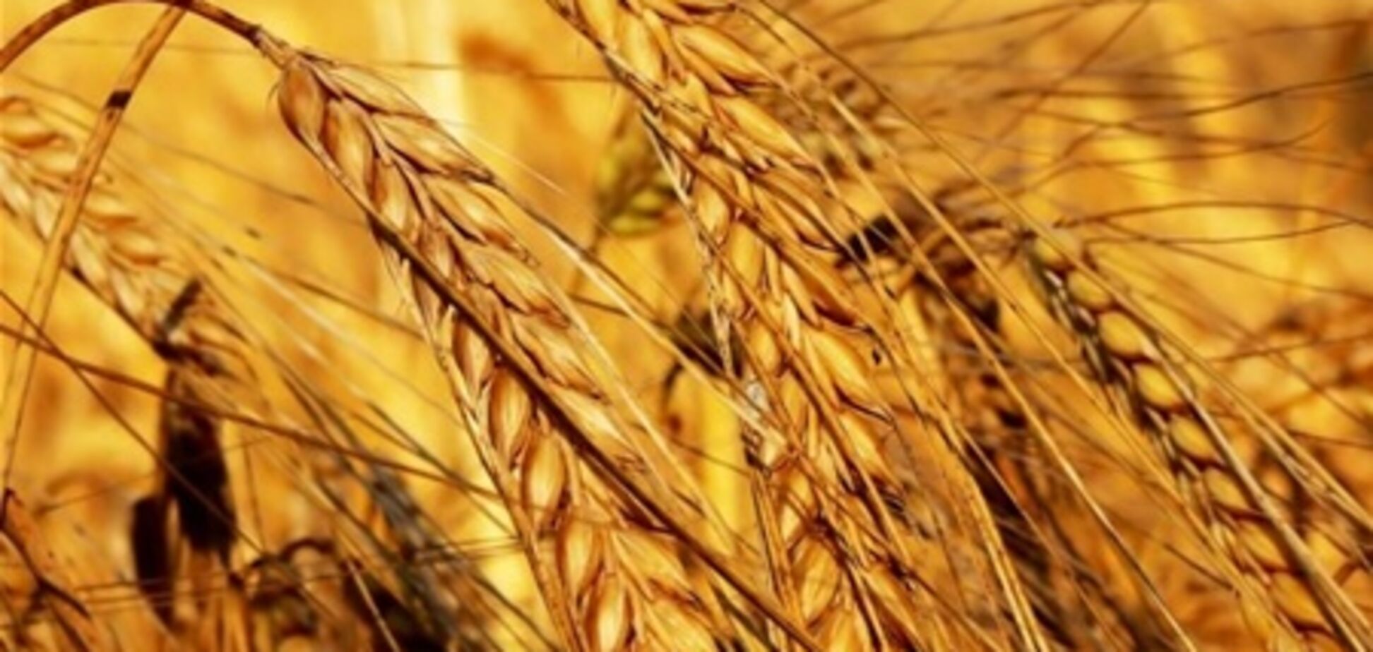 Египет снова собирается закупать пшеницу в Украине