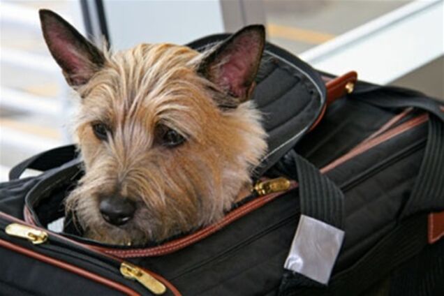 Харків. Почалося чіпування домашніх тварин