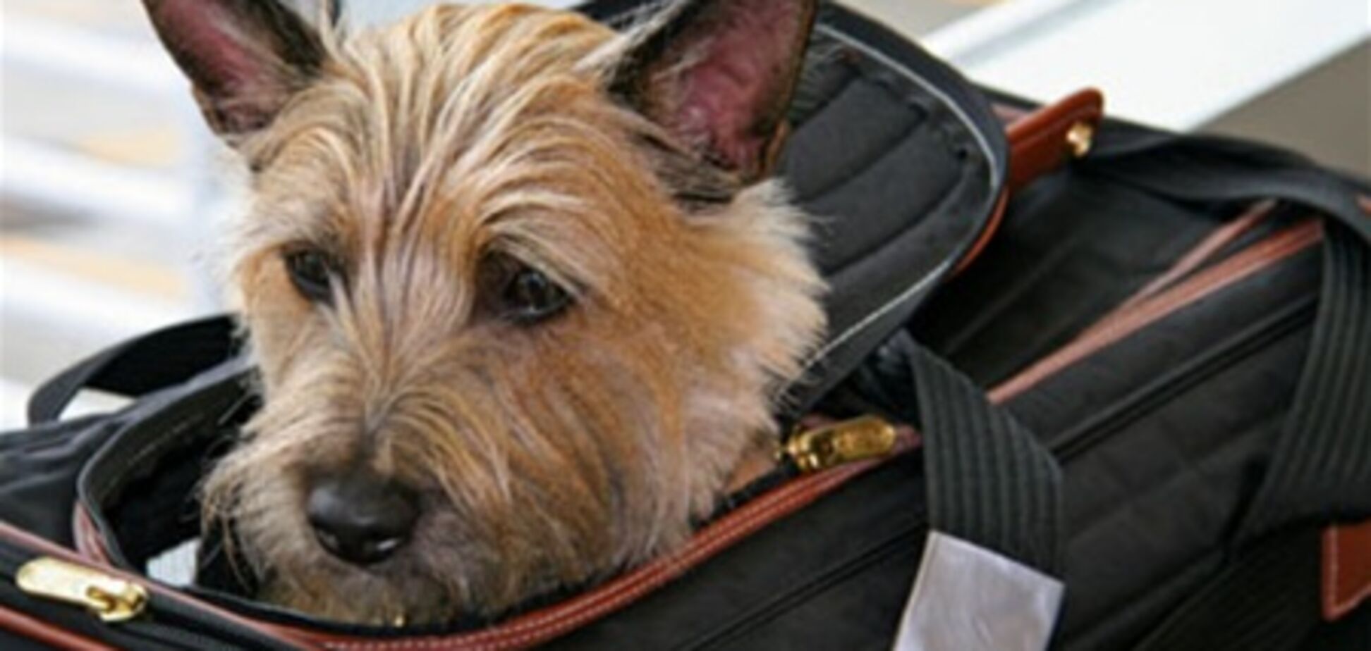 Харків. Почалося чіпування домашніх тварин