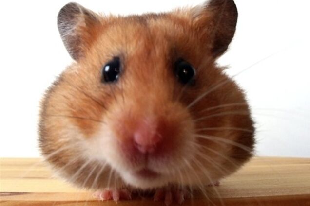 Судебные приставы арестовали хомяка за долги хозяина
