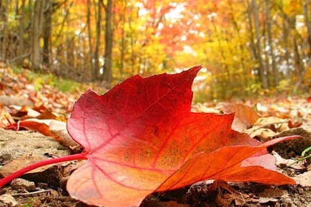 Завтра в Украине будет гостить лето