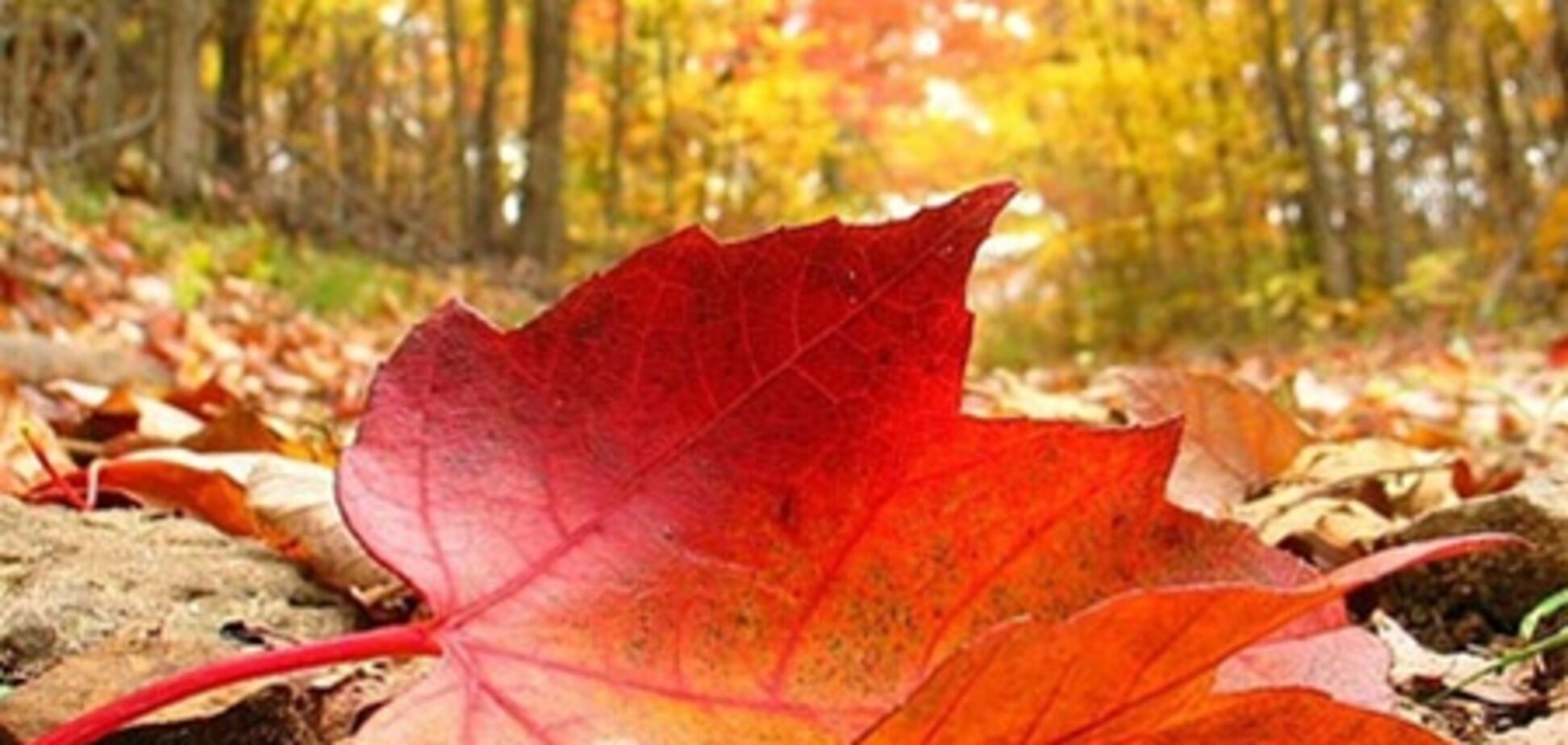 Завтра в Украине будет гостить лето