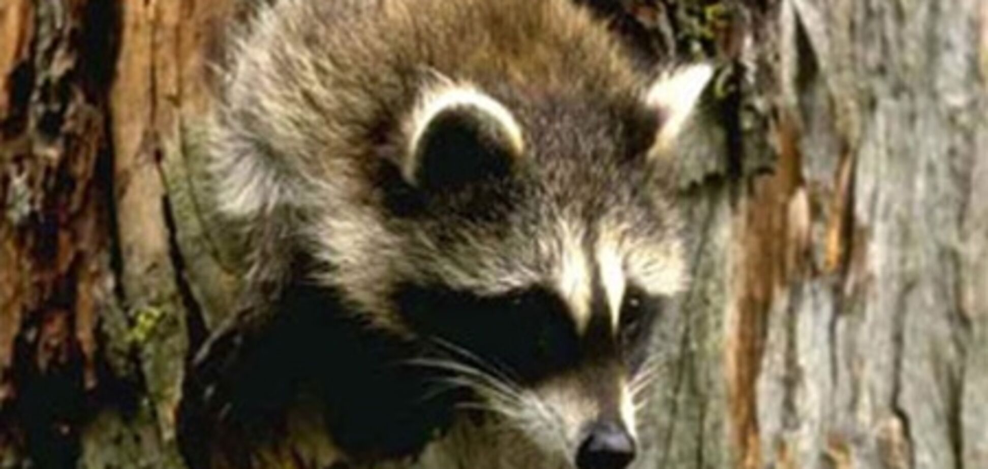 В Киевском зоопарке произошел любовный побег