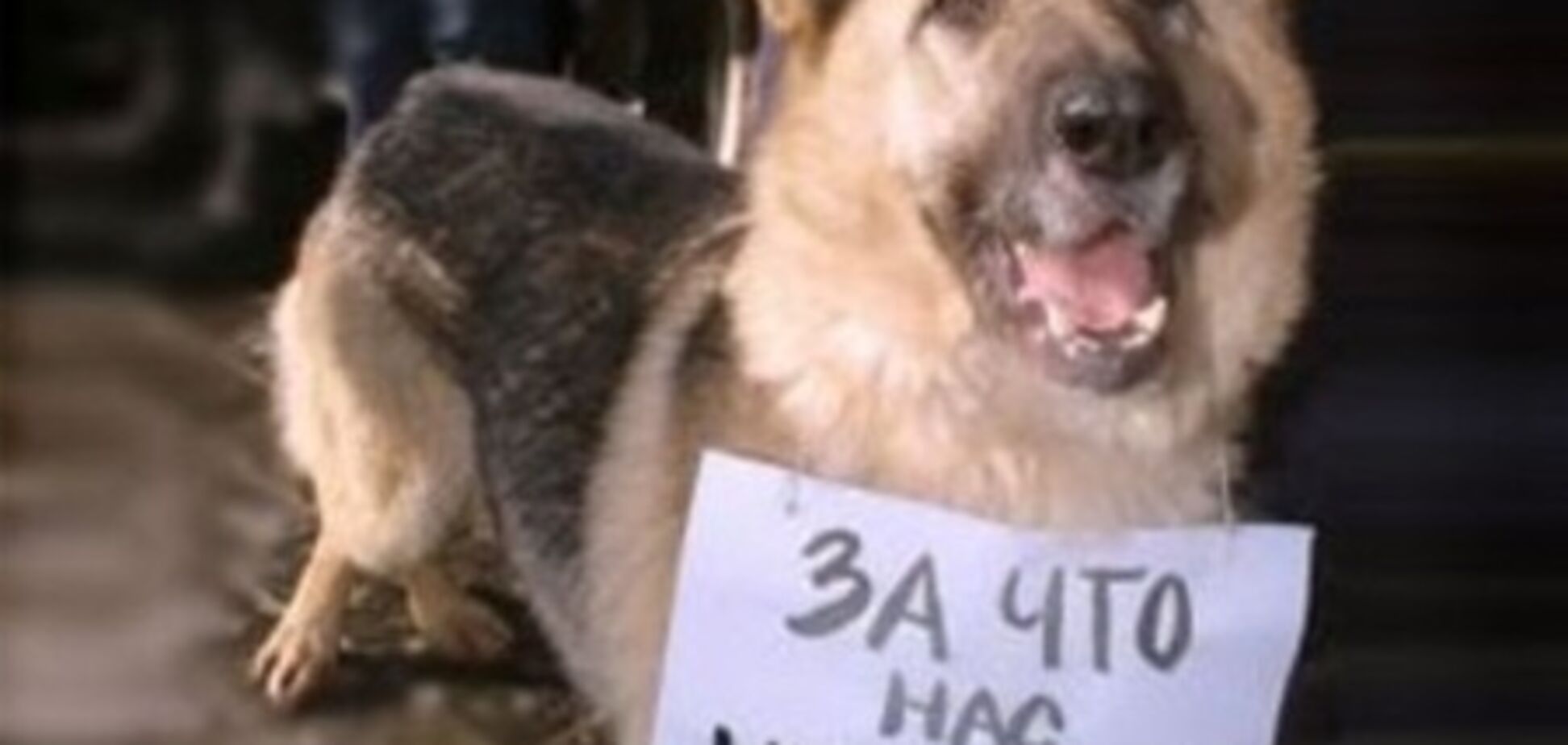 Луцьк. Депутати дозволили вбивати бездомних собак