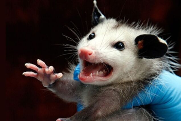 Тварини в новинах, 7 жовтня 2011