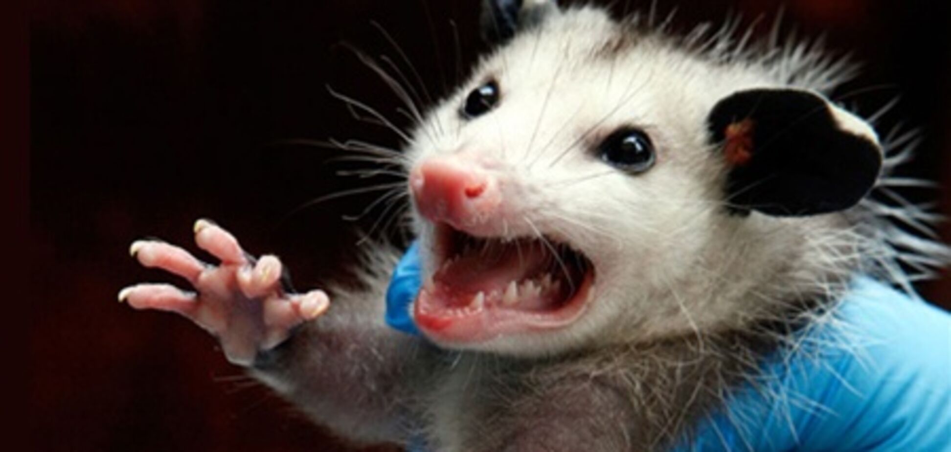 Тварини в новинах, 7 жовтня 2011