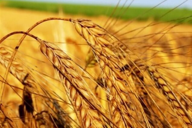 Африканские государства активно покупают российское зерно
