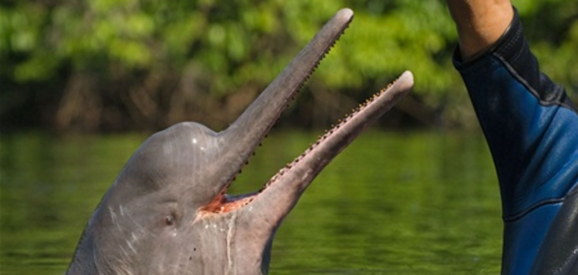 Бангладеш создает три заповедника для речных дельфинов