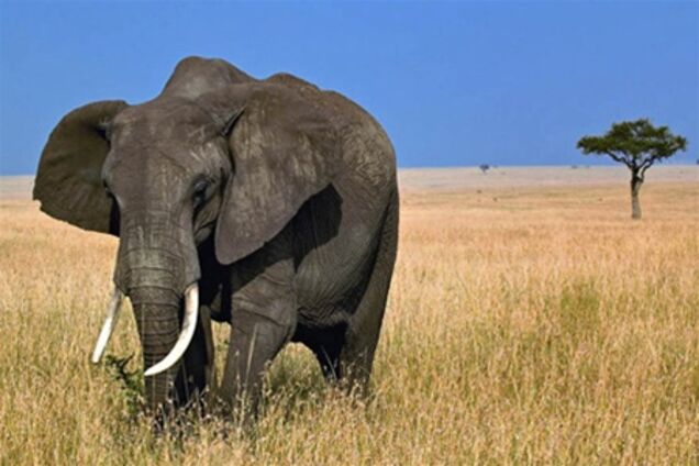 Топ-10 самых больших сухопутных животных в мире