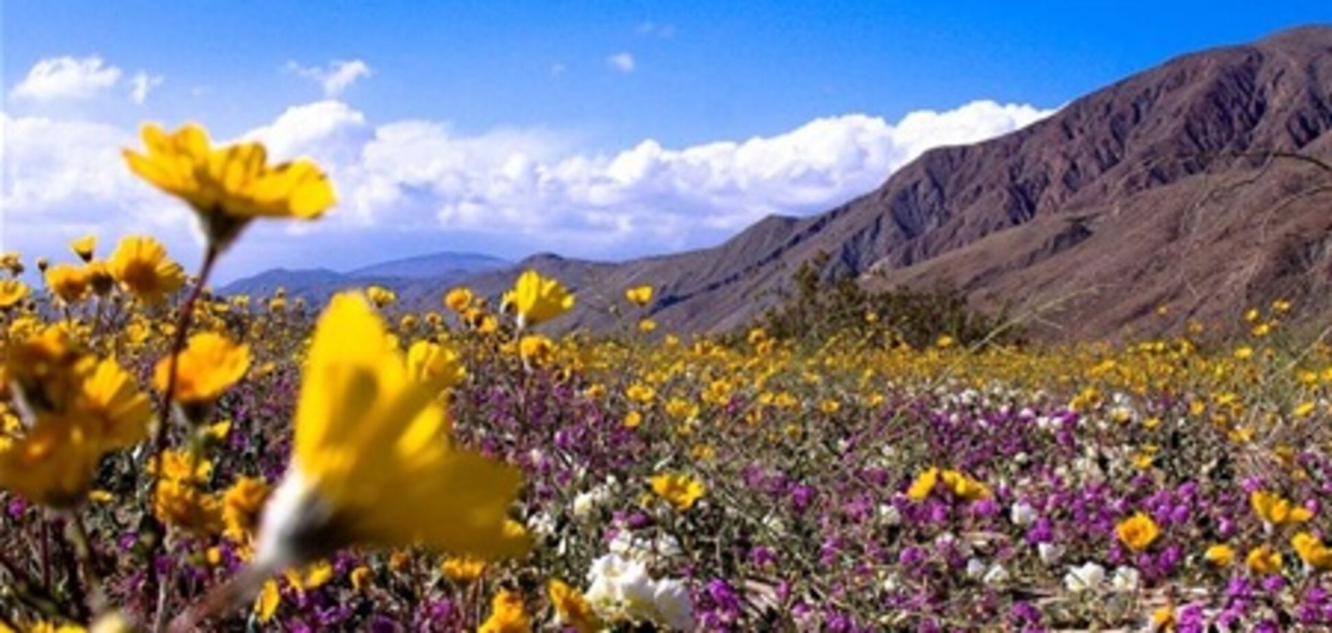 В Чили зацвела пустыня Атакама