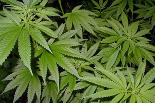 40 кг марихуани виявила міліція у мешканця Харківської області