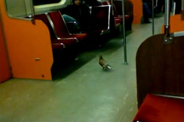 В Стокгольме обитают голуби-путешественники