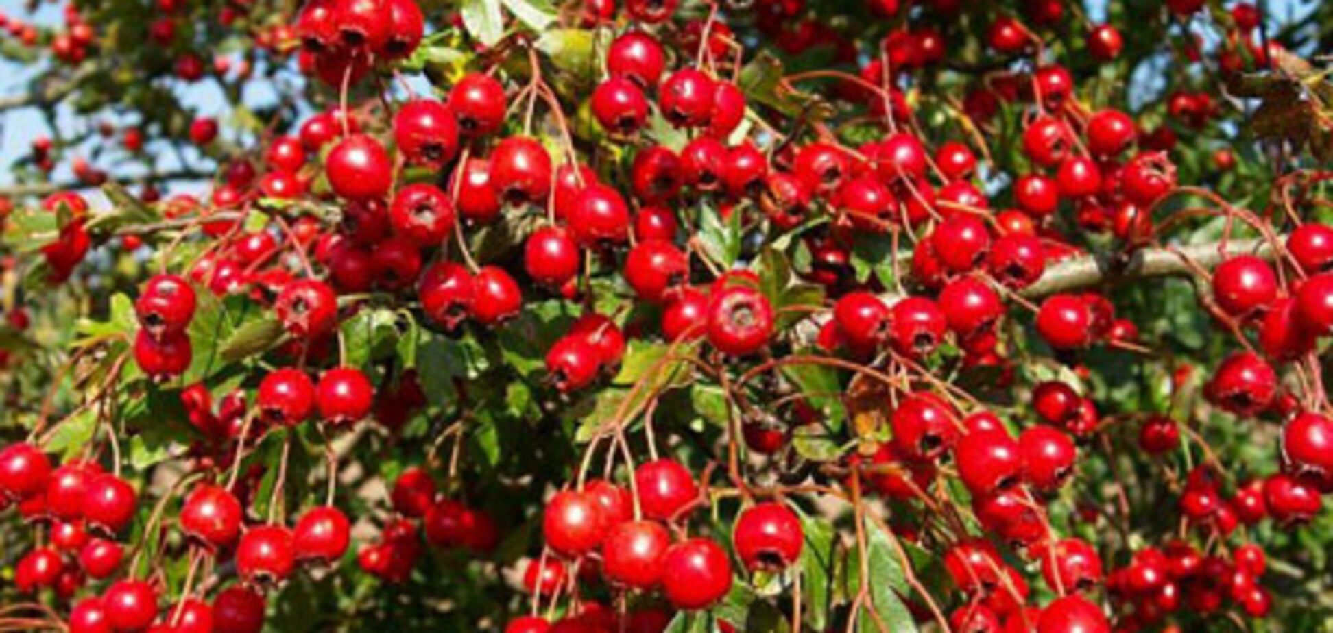 Боярышник полезен для сердца