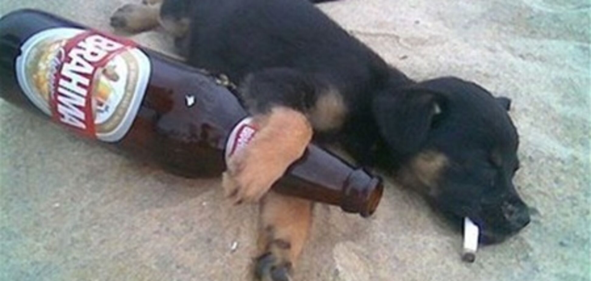 У США почали варити пиво для собак