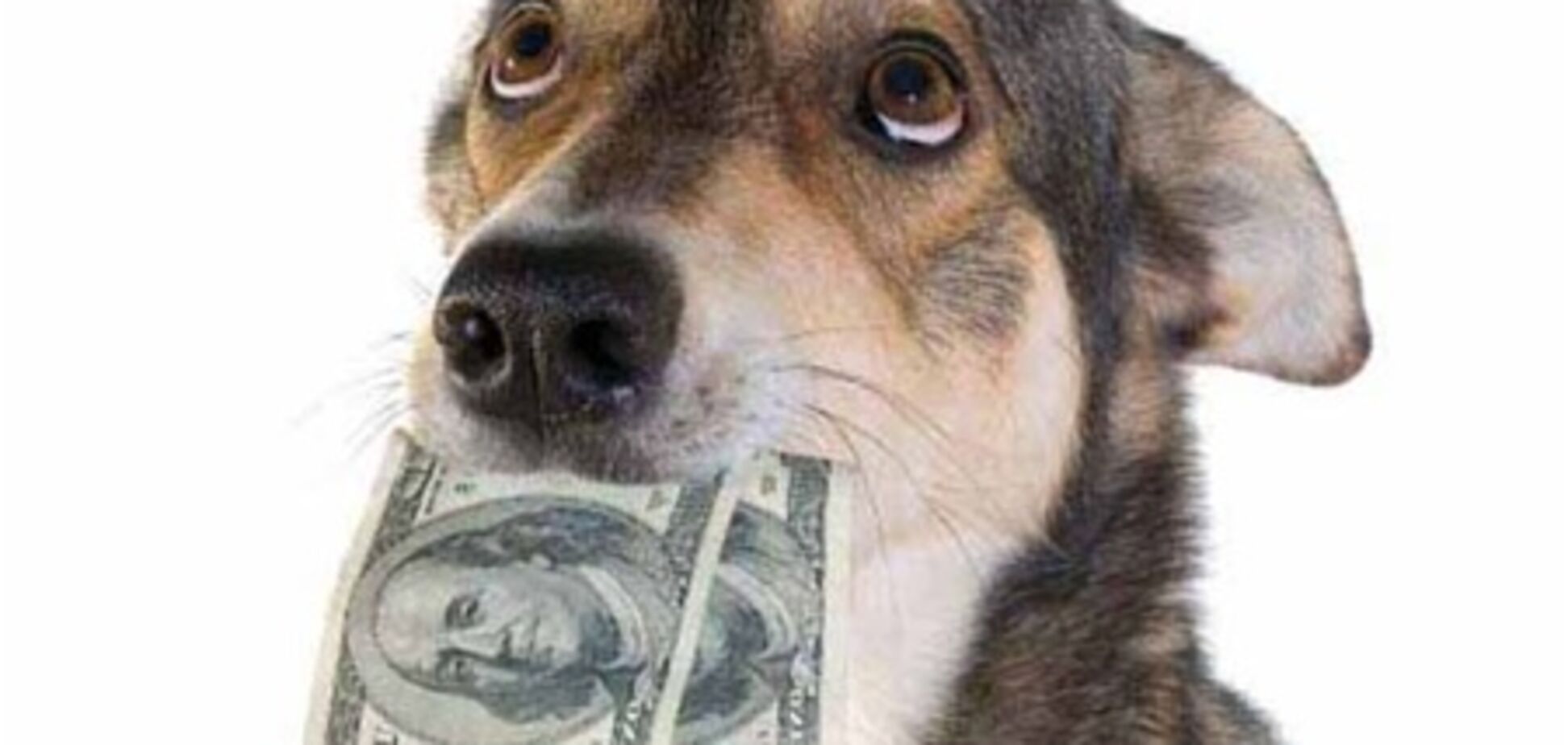 Собака з'їла $1000