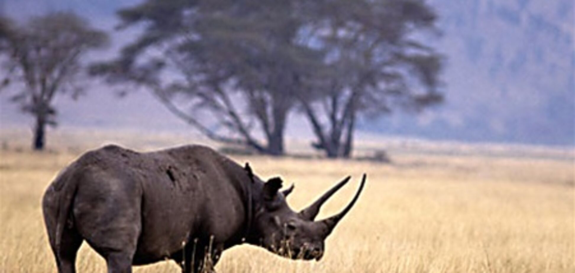 Носороги полностью вымерли