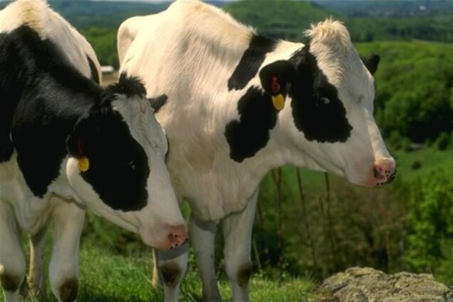 В Україні поставлять на облік усіх кіз, корів та овець