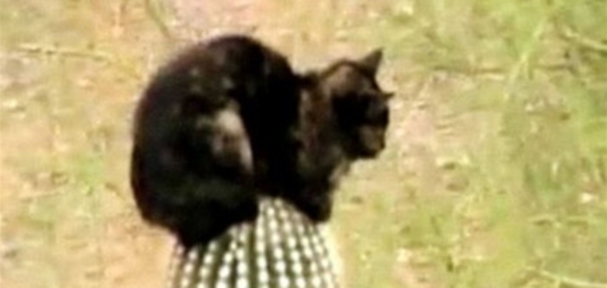 Кішка три дні просиділа на 6-метровому кактусі без води і їжі. Відео