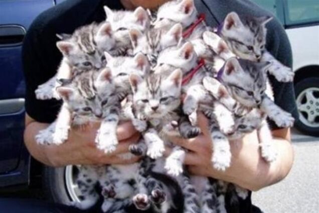 Із американської в’язниці виселяють понад 80 котів