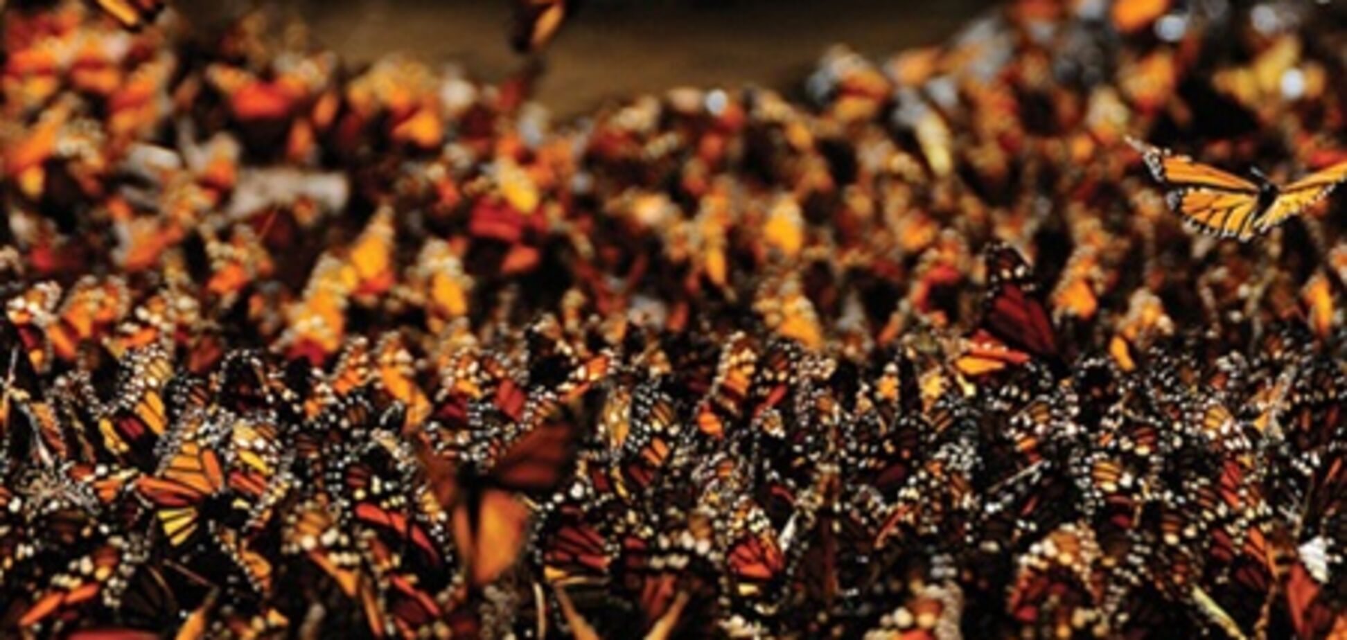 Міграція тварин