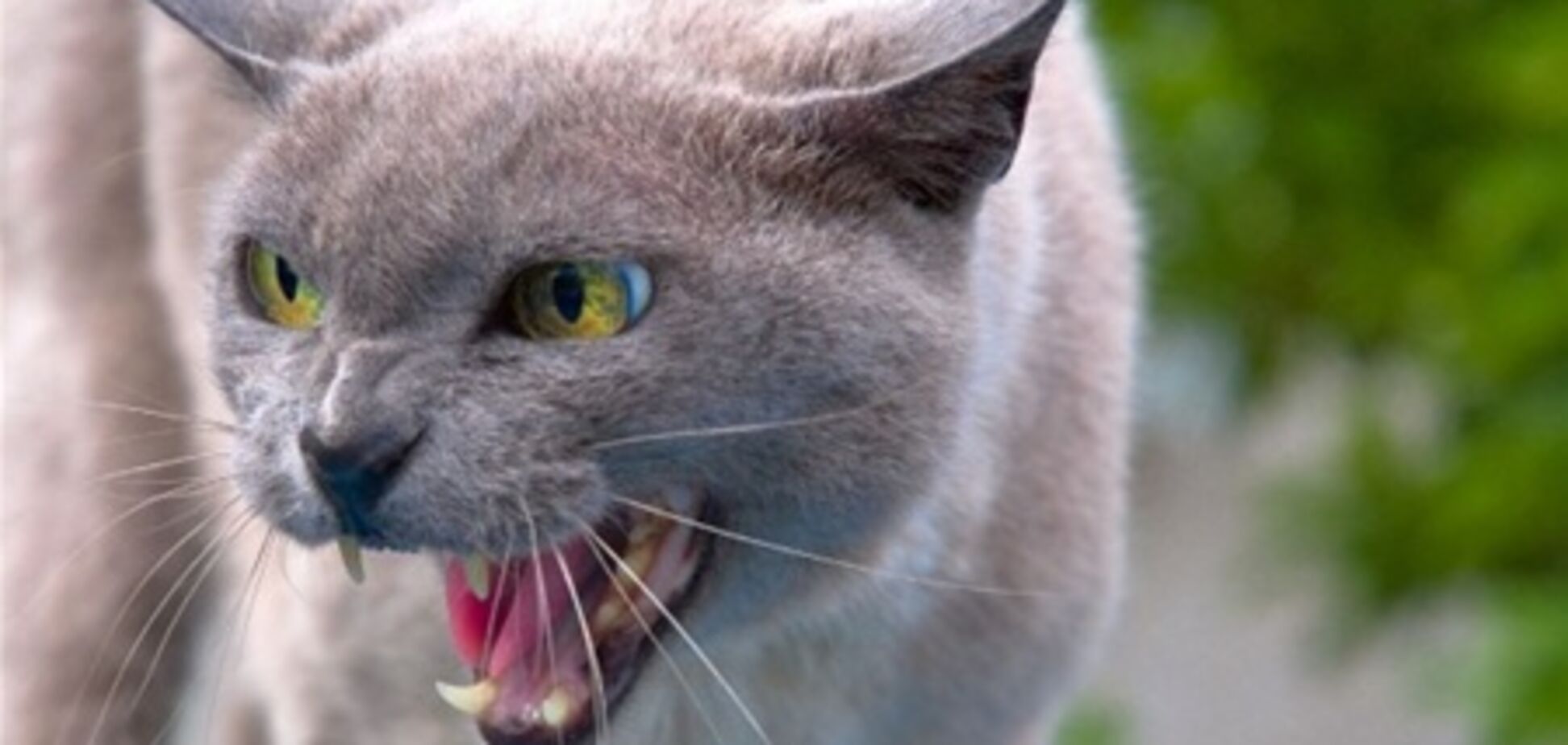 За поганий характер кота виселили з гуртожитку