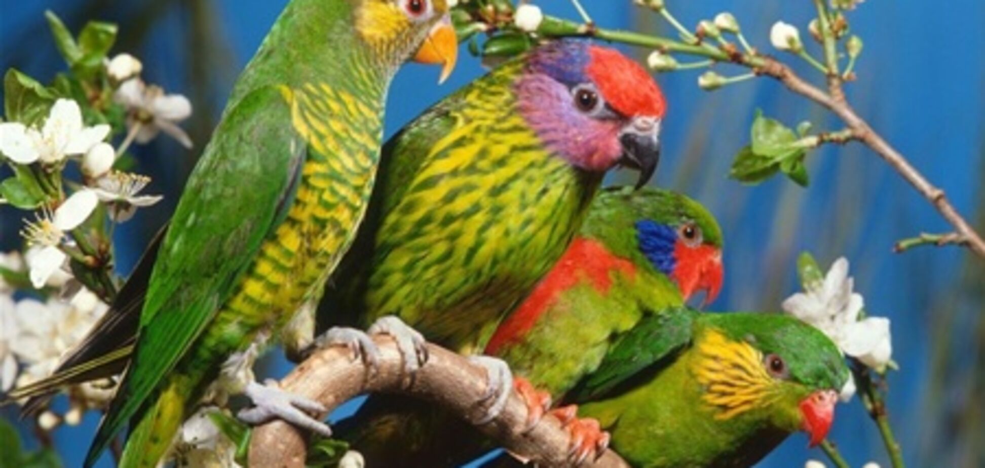 В Чехии откроется уникальный зоопарк для попугаев