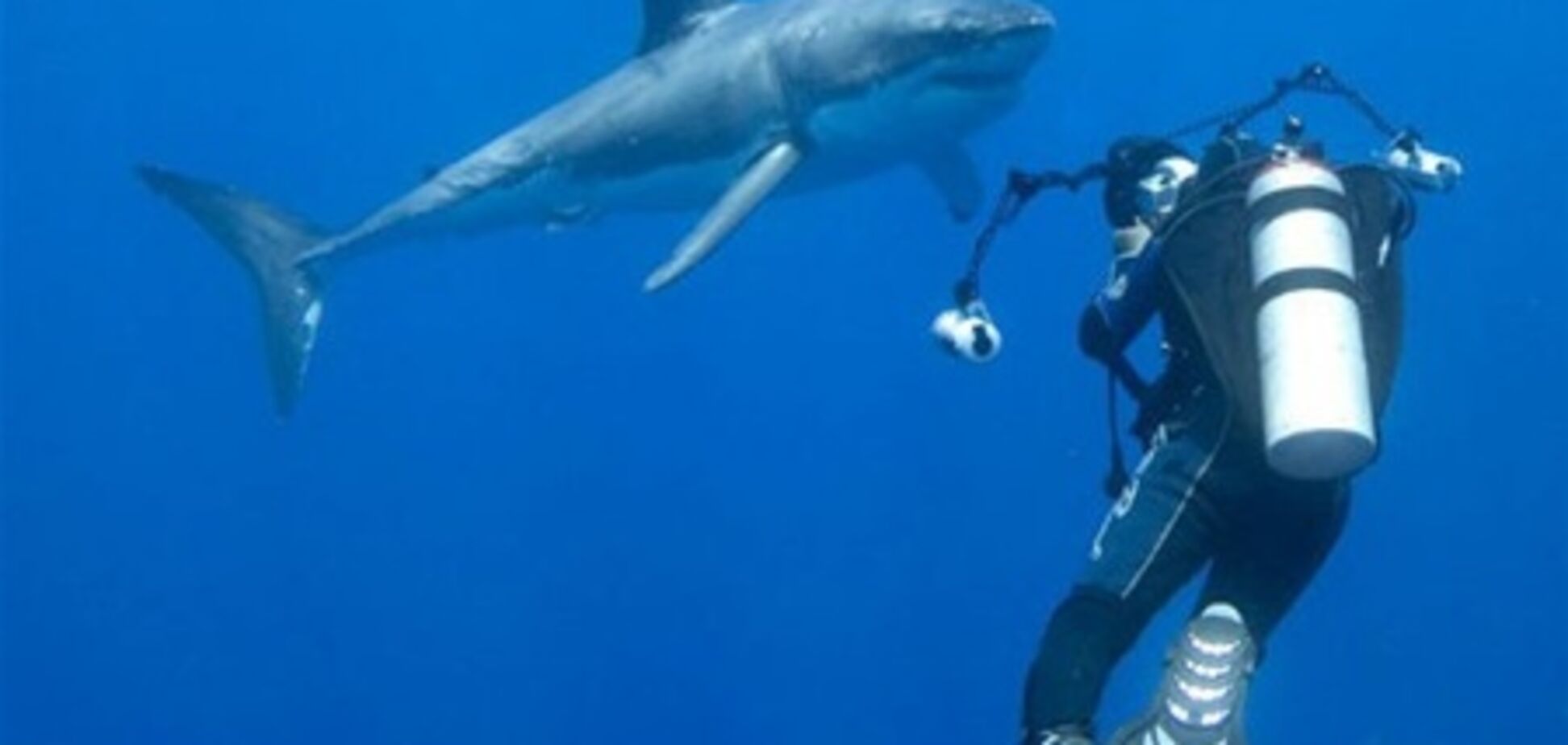 Гавайские ученые создали устройство для отпугивания акул
