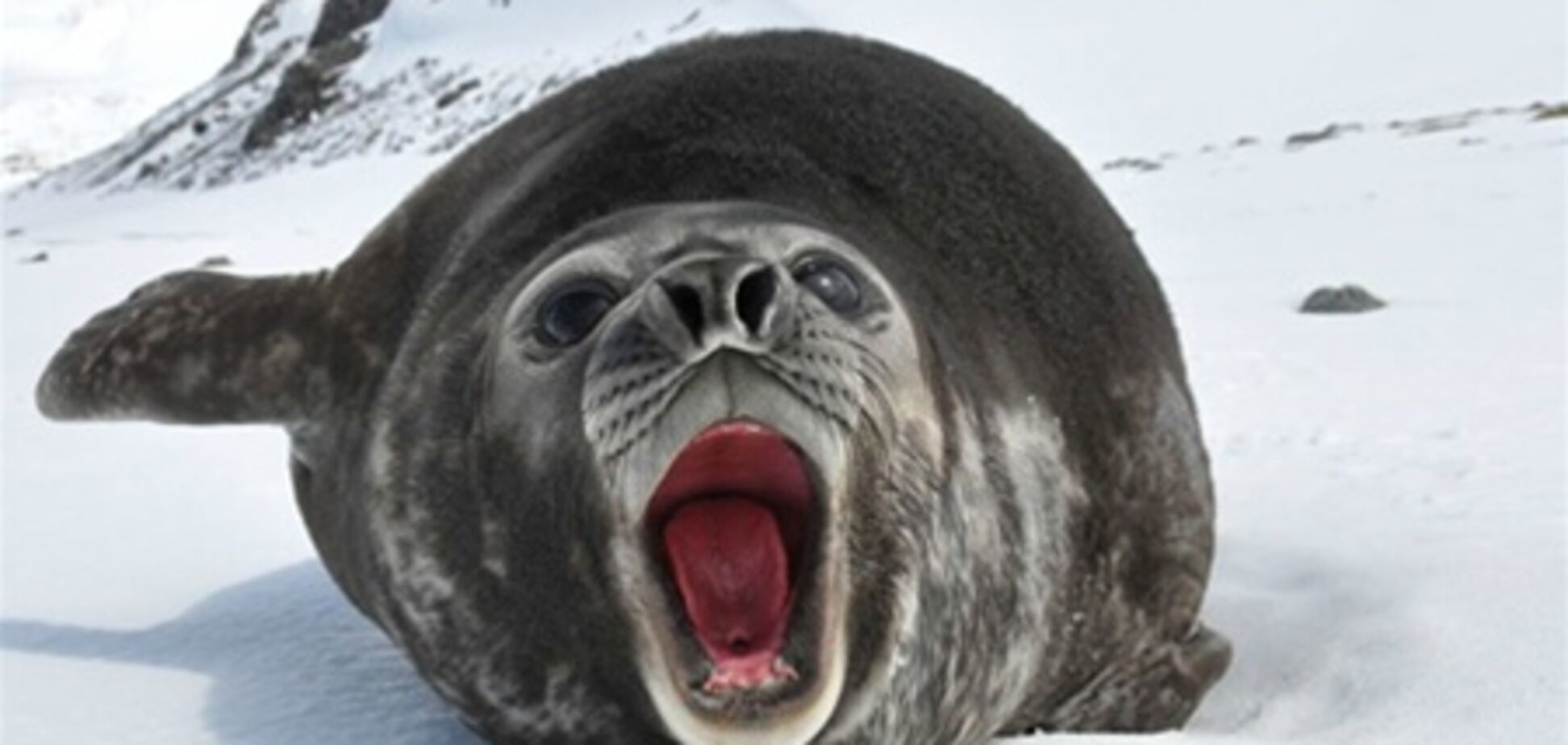 25 кращих фотографій з Вікіпедії