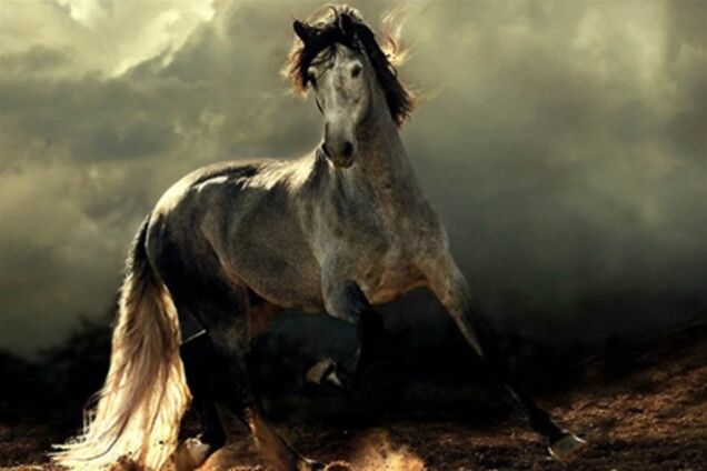 Сказочная красота – арабские и андалузские лошади
