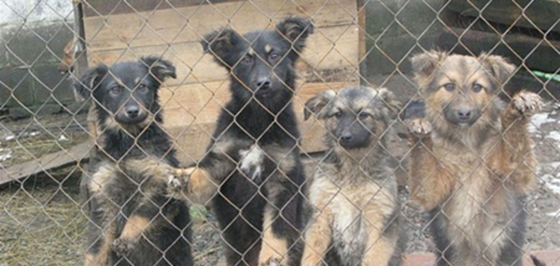 Мінприроди взялося за вирішення проблеми безпритульних собак