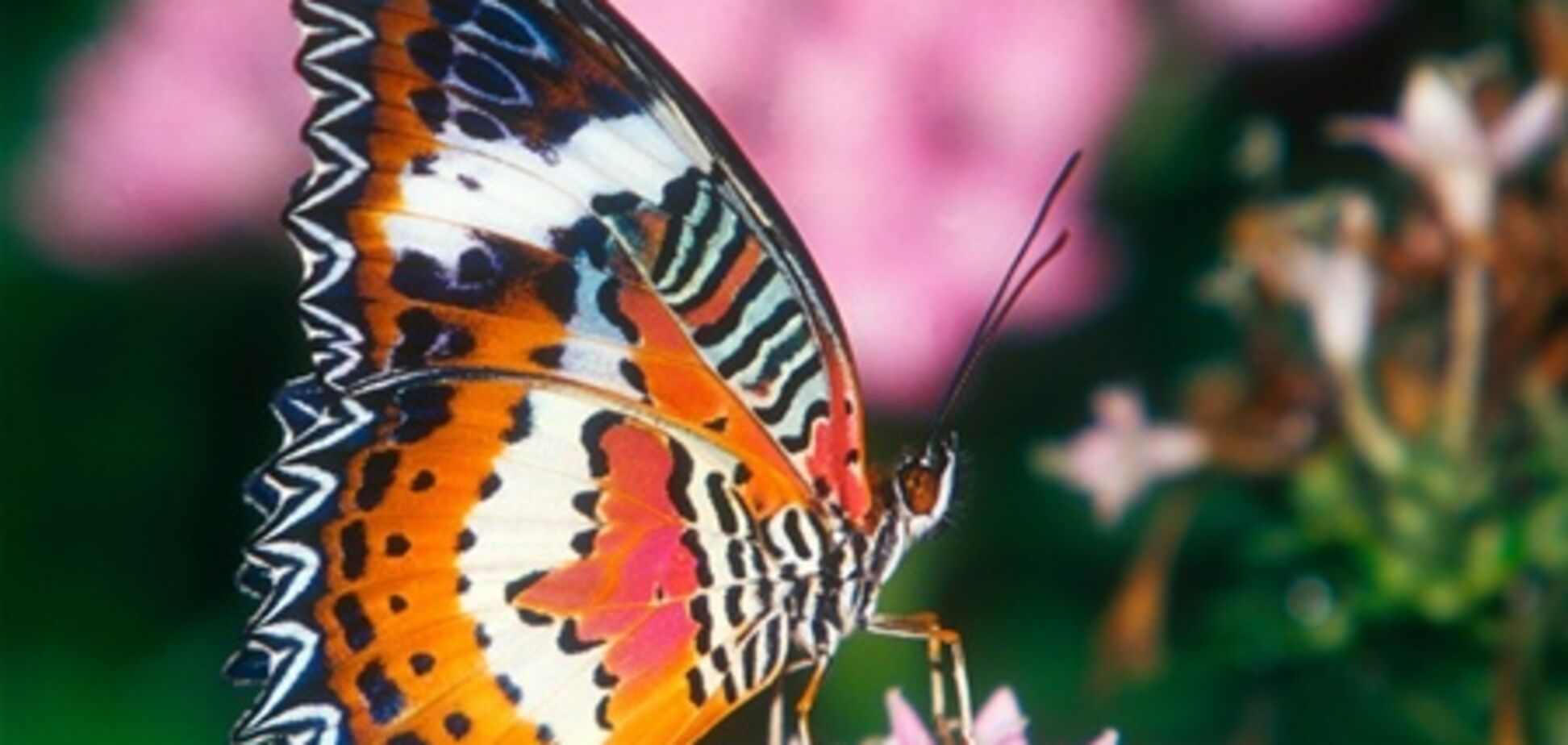 Туристы могут увидеть зимовье бабочек в Мексике