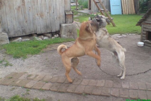 Суд звинуватив жінку в тому, що вона втрутилася у 'сварку' собак