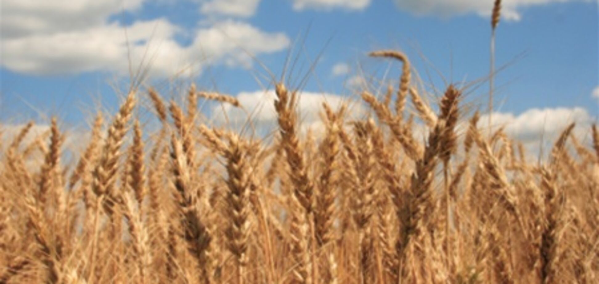 Яким буде врожай 2012 року і яким міг би бути за $ 20 млрд