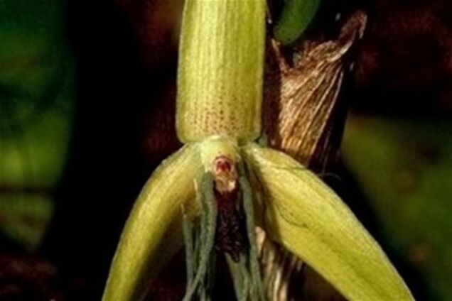Знайдено першу в світі орхідею, що розцвітає лише вночі