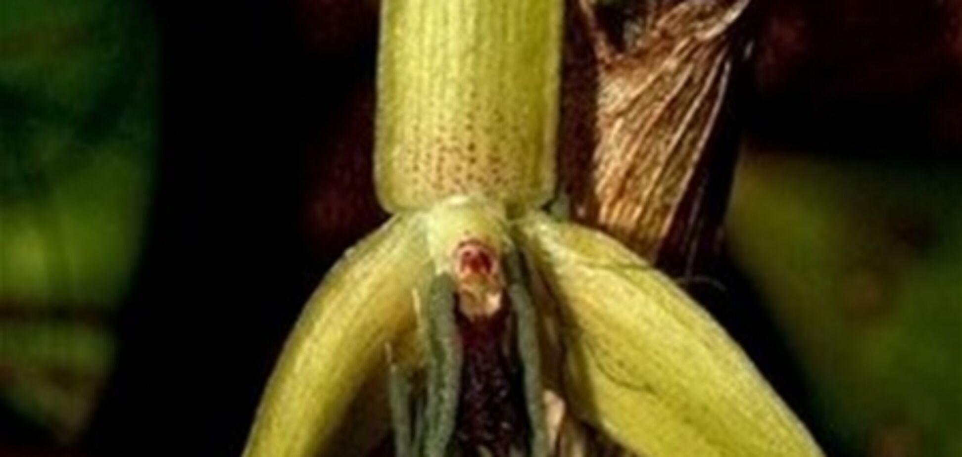 Знайдено першу в світі орхідею, що розцвітає лише вночі