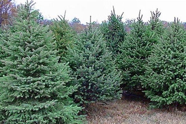 Новорічна ялинка обійдеться українцям мінімум у 100 грн