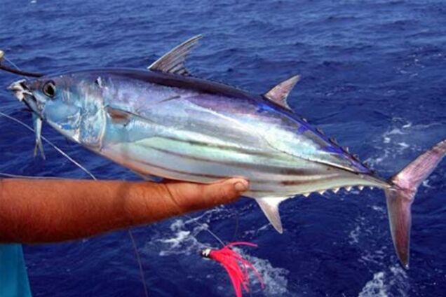 Влада США відібрали у рибалки 400-кілограмового тунця