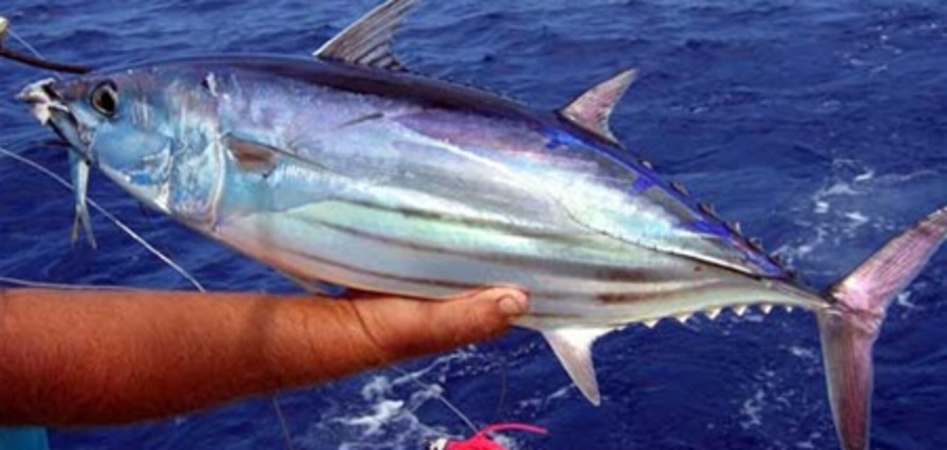Влада США відібрали у рибалки 400-кілограмового тунця