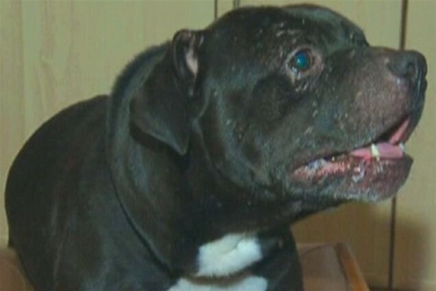 Запорізького собаку навчили розмовляти по-людськи. Відео