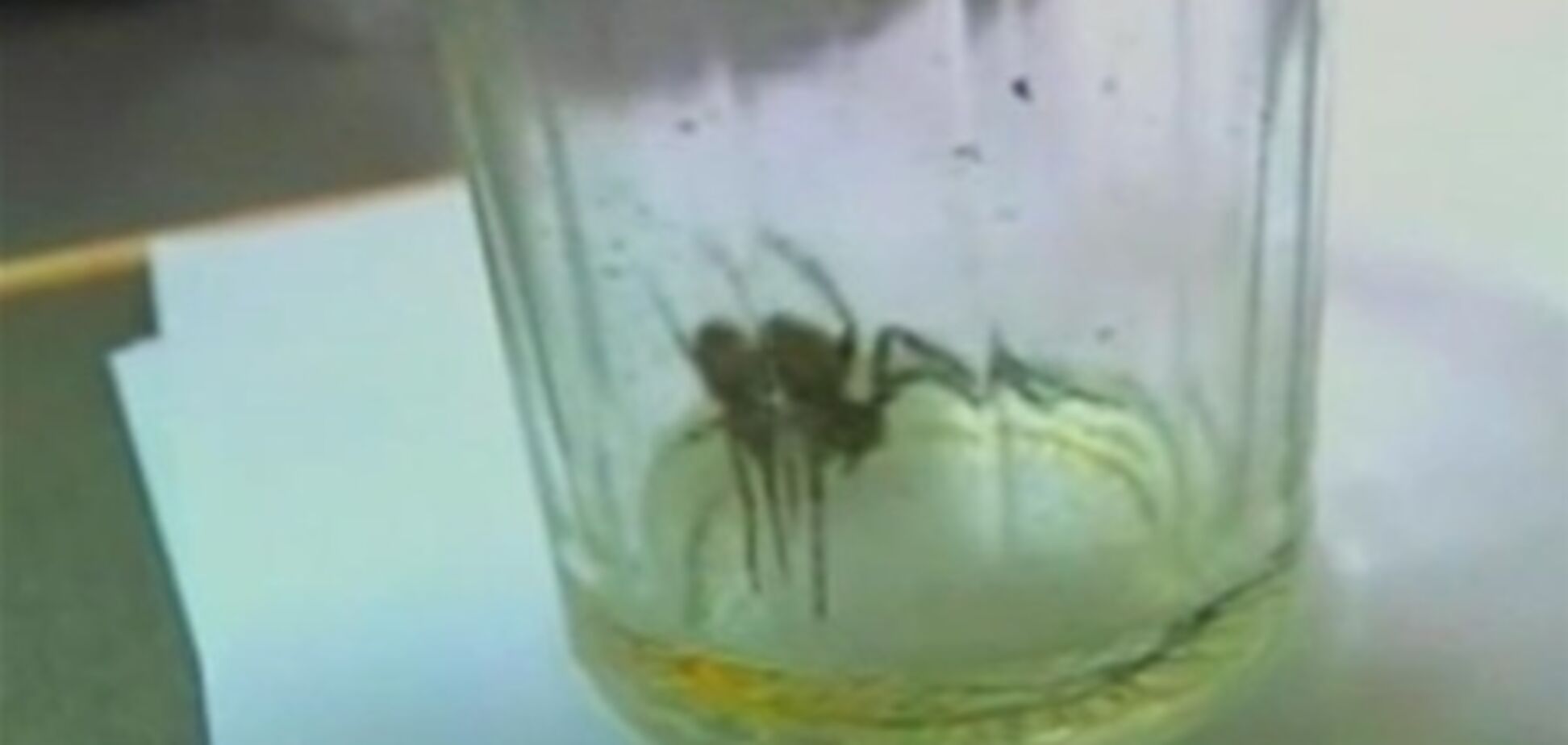 На Луганщині дитини вкусив павук, який був в упаковці з насінням