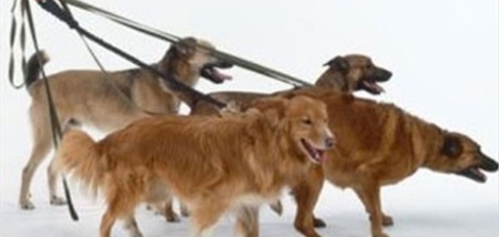 Білорусів змусять вигулювати домашніх тварин з совком і пакетом