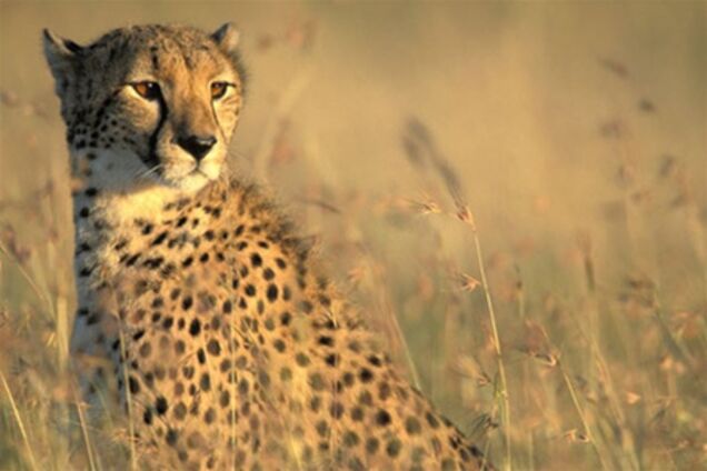 Гепарди в заповіднику Масаї-Мара