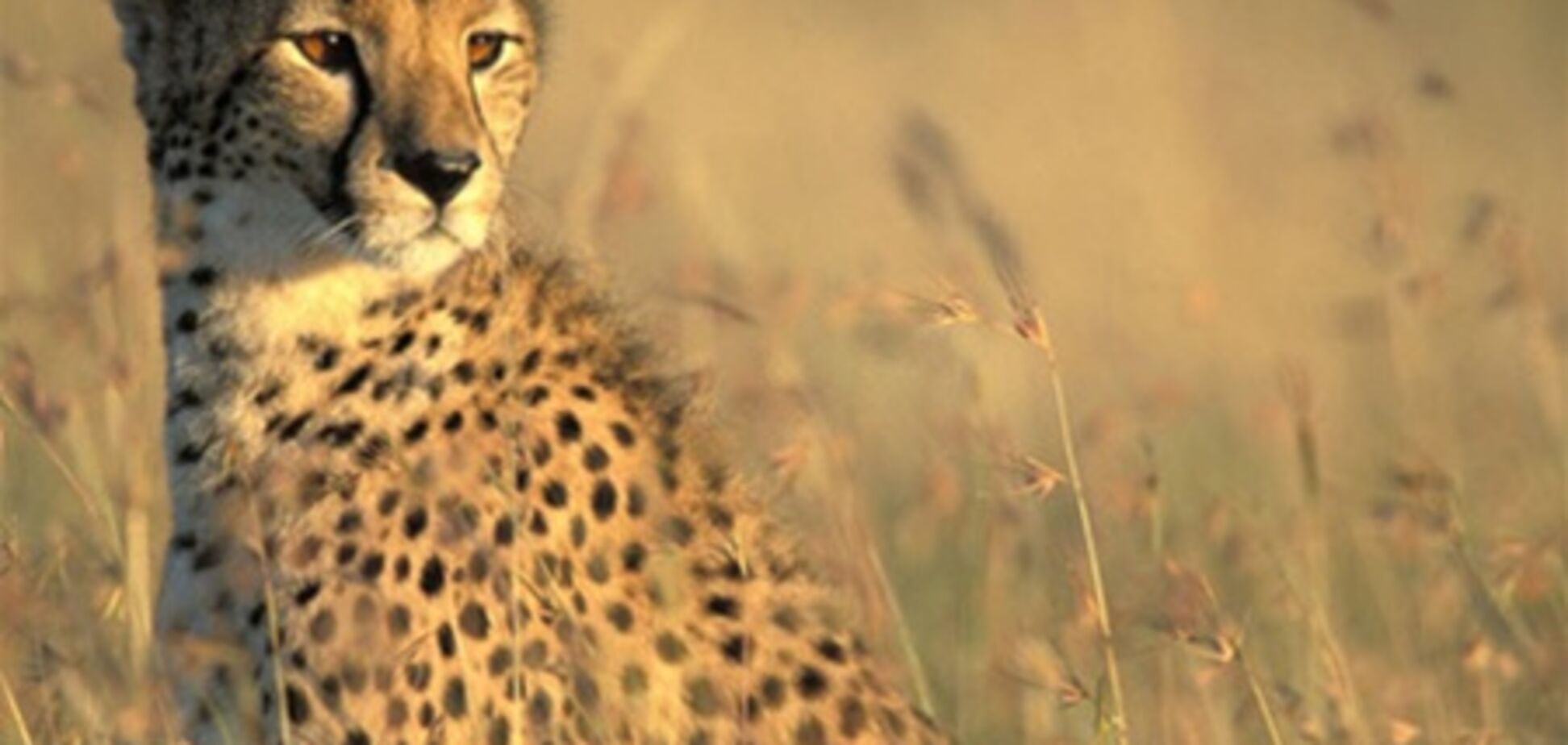 Гепарды в заповеднике Масаи-Мара